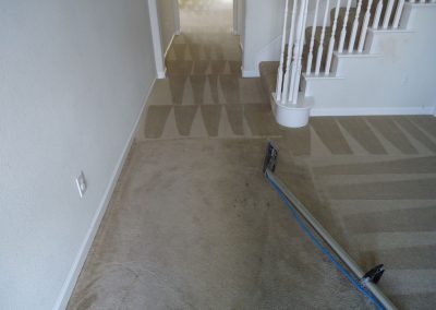 Organic Carpet Cleaning